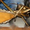 1970' Gilded Bronze and Gypsum Cofee Table Praying Mantis Style Duval Brasseur Enlightening - Image 7
