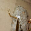 1970' Gilded Bronze and Gypsum Cofee Table Praying Mantis Style Duval Brasseur Enlightening - Image 5