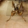 1970' Gilded Bronze and Gypsum Cofee Table Praying Mantis Style Duval Brasseur Enlightening - Image 3
