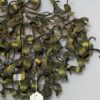 1900'  Ball of Mistletoe Art Nouveau Bronze has 5 Bulbs and Pearls Opaline 50 Diameter - Image 7
