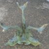 Coffee table to dolphins - Image 4