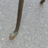 1970' Guéridon Rond Bronze ou Laiton Maison Jansen Double Patine – Image 5