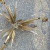 table sheaf of wheat style Coco Chanel - Image 3