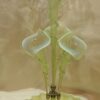 1880/1900  Glass Cup Opalescent With 4 Cornets N3 - Image 2