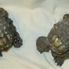19th Pair of Dogs Fu or Chinese Lion in golden cast iron - Image 5