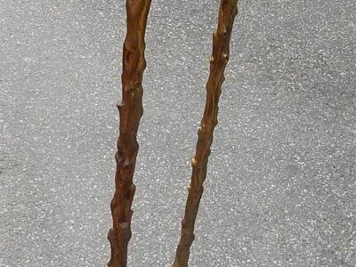 1970 ′ Pair Of Floor Lamps With Branching Patinated Bronze DLG Agostini Height 140 cm Diameter 40 cm