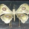 1970 'Coffee Table Butterfly Illuminating DLG  Duval Brasseur or Isabelle Faure For Honoré de Paris 125 X 80