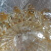 1970 ‘Pair of Vases Or Similar Murano Crystal  and Gold Signed Murano Toso H 36 cm - Image 2