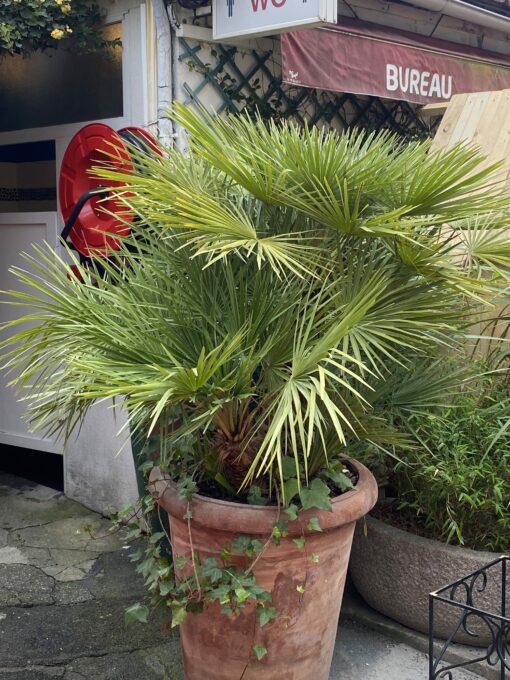 1970′ Yuka Palm Tree Floor Lamp in Brass and Patinated Iron Maison Jansen 3 Heads Brutalist Style H 215 cm - Image 2